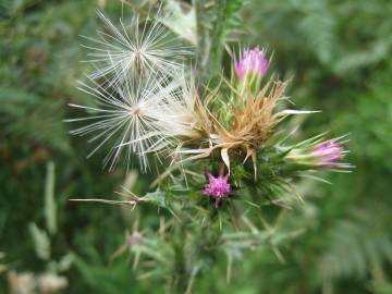 Fotografia da espécie Carduus tenuiflorus