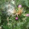 Fotografia 7 da espécie Carduus tenuiflorus do Jardim Botânico UTAD