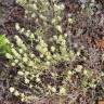 Fotografia 5 da espécie Thymus mastichina do Jardim Botânico UTAD
