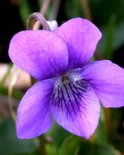 Fotografia da espécie Viola riviniana