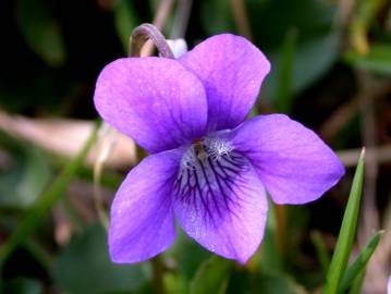 Fotografia da espécie Viola riviniana