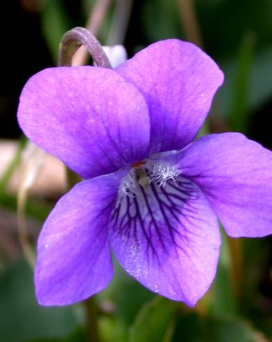 Fotografia de capa Viola riviniana - do Jardim Botânico