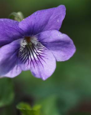 Fotografia 3 da espécie Viola riviniana no Jardim Botânico UTAD