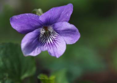 Fotografia da espécie Viola riviniana