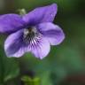 Fotografia 3 da espécie Viola riviniana do Jardim Botânico UTAD