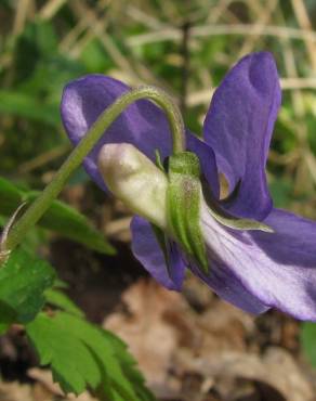 Fotografia 4 da espécie Viola riviniana no Jardim Botânico UTAD