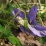 Fotografia 4 da espécie Viola riviniana do Jardim Botânico UTAD