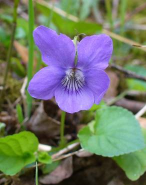 Fotografia 5 da espécie Viola riviniana no Jardim Botânico UTAD