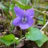 Fotografia 5 da espécie Viola riviniana do Jardim Botânico UTAD