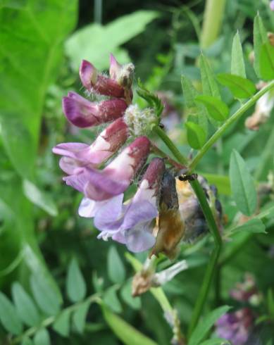 Fotografia de capa Vicia sepium - do Jardim Botânico