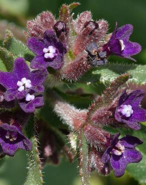 Fotografia 1 da espécie Anchusa undulata subesp. undulata no Jardim Botânico UTAD