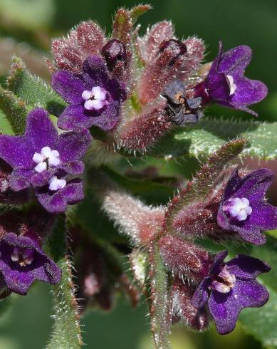 Fotografia de capa Anchusa undulata subesp. undulata - do Jardim Botânico