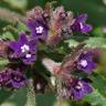 Fotografia 1 da espécie Anchusa undulata subesp. undulata do Jardim Botânico UTAD