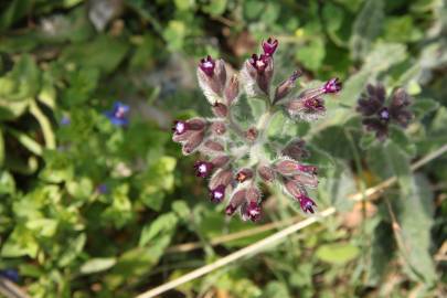 Fotografia da espécie Anchusa undulata subesp. undulata