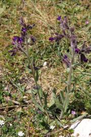 Fotografia da espécie Anchusa undulata subesp. undulata