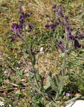 Fotografia 5 da espécie Anchusa undulata subesp. undulata no Jardim Botânico UTAD