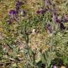 Fotografia 5 da espécie Anchusa undulata subesp. undulata do Jardim Botânico UTAD