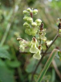 Fotografia da espécie Teucrium scorodonia subesp. scorodonia