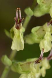 Fotografia da espécie Teucrium scorodonia subesp. scorodonia