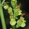 Fotografia 5 da espécie Teucrium scorodonia subesp. scorodonia do Jardim Botânico UTAD