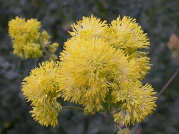 Fotografia da espécie Thalictrum speciosissimum