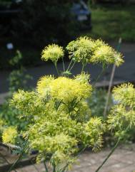 Thalictrum speciosissimum