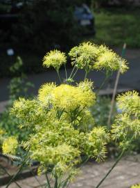 Fotografia da espécie Thalictrum speciosissimum