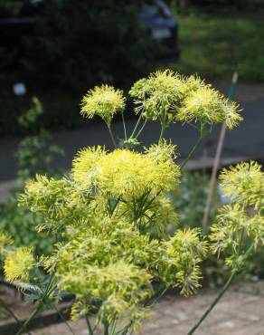 Fotografia 1 da espécie Thalictrum speciosissimum no Jardim Botânico UTAD