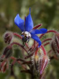 Fotografia da espécie Borago officinalis