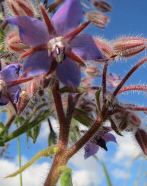 Fotografia 3 da espécie Borago officinalis no Jardim Botânico UTAD