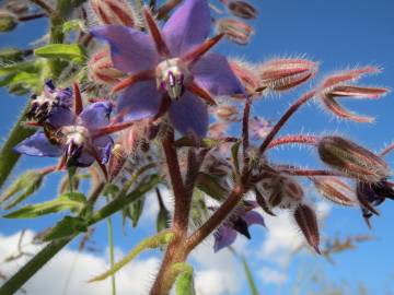 Fotografia da espécie Borago officinalis