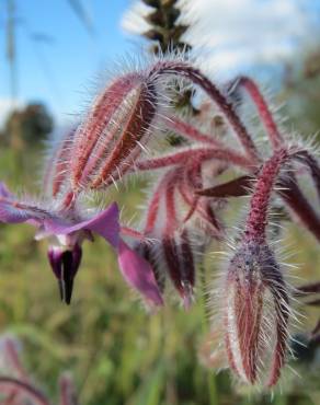 Fotografia 4 da espécie Borago officinalis no Jardim Botânico UTAD