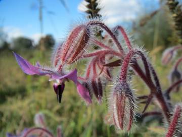 Fotografia da espécie Borago officinalis