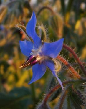 Fotografia 5 da espécie Borago officinalis no Jardim Botânico UTAD