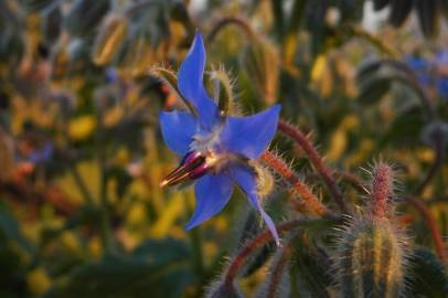 Fotografia da espécie Borago officinalis