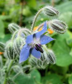 Fotografia da espécie Borago officinalis