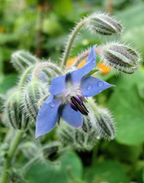 Fotografia 6 da espécie Borago officinalis no Jardim Botânico UTAD