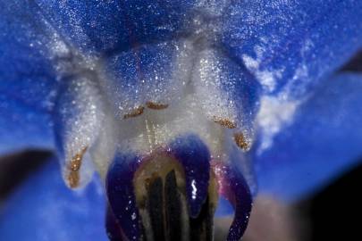 Fotografia da espécie Borago officinalis