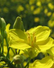 Fotografia da espécie Brassica napus