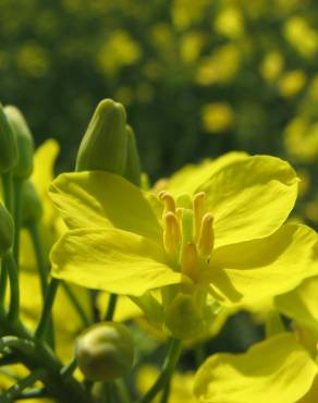 Fotografia 1 da espécie Brassica napus no Jardim Botânico UTAD