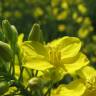 Fotografia 1 da espécie Brassica napus do Jardim Botânico UTAD