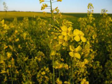 Fotografia da espécie Brassica napus