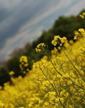 Fotografia 5 da espécie Brassica napus no Jardim Botânico UTAD