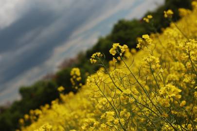 Fotografia da espécie Brassica napus