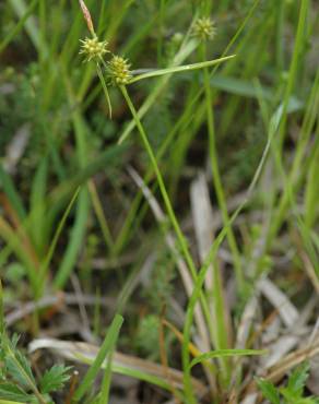 Fotografia 2 da espécie Carex demissa no Jardim Botânico UTAD