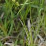 Fotografia 2 da espécie Carex demissa do Jardim Botânico UTAD