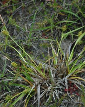 Fotografia 3 da espécie Carex demissa no Jardim Botânico UTAD