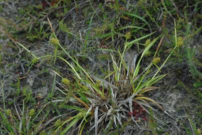 Fotografia da espécie Carex demissa