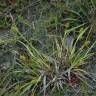Fotografia 3 da espécie Carex demissa do Jardim Botânico UTAD