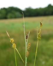 Fotografia da espécie Carex demissa